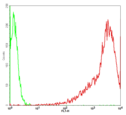 Fig-2: Detection of GFP in the GFP/U87MG stable cell line through flow cytometry . Parental U-87 MG cells (Green); GFP/U87MG cells (Red).