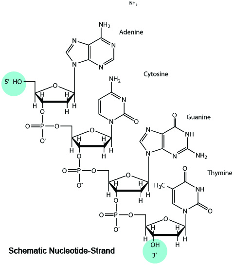 view Computer Analysis of