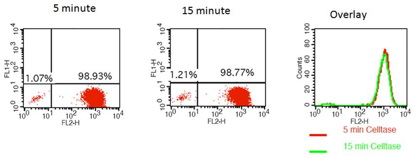 Fig. 1: Human A431 epidermoid carcinoma cells cultured in DMEM + 10% FBS were treated with Celltase at room temperature for different time points. Treatment resulted in rapid cell detachment and high viability. Cell viability was 96±4% even after 60 minutes of Celltase treatment.