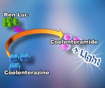 Leeporter™ Renilla Luciferase Assay Reagent- 1000 Test
