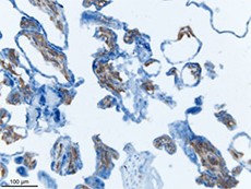 Purified anti-CD34 Antibody (Clone: QBEnd/10) Purified anti-CD34 Antibody (Clone: QBEnd/10)