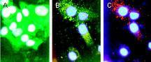 Polyclonal antibody to Bad