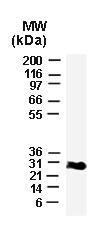 Polyclonal antibody to Bcl-xL