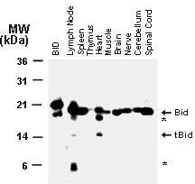 Polyclonal antibody to m BID