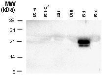 Polyclonal antibody to BID