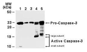 Polyclonal antibody to Caspase-3 (Pro and Active)