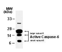 Polyclonal antibody to Caspase-6