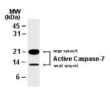 Polyclonal antibody to Caspase-7 (active/cleaved)