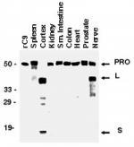 Polyclonal antibody to Caspase-9
