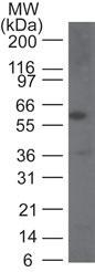 Polyclonal antibody to Caspase-9