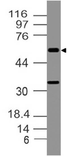 Polyclonal antibody to Caspase-10/FLICE2