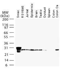 Polyclonal antibody to SMAC/Diablo