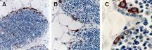 Polyclonal antibody to TRAF-2