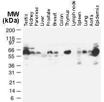 Polyclonal antibody to TRAF-2