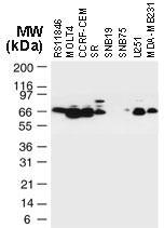 Polyclonal antibody to TRAF-3