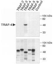 Polyclonal antibody to TRAF-4