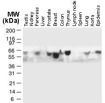 Polyclonal antibody to Mouse TRAF-5