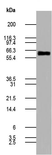 Figure-2: Western blot analysis of Recombinant Human PDL-1 Fc Fusion Protein (0.5ug) using anti-human PD-L1 antibody (Cat. No. 10-7599).