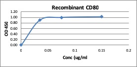 Human CD80 Recombinant Fc fusion Protein (Active)