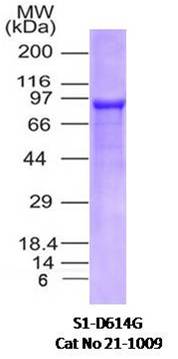 Figure-1: Recombinant SARS-CoV-2 Spike S1 D614G mutant protein was run on a 4-20% SDS-PAGE gel followed by Coomassie blue staining.