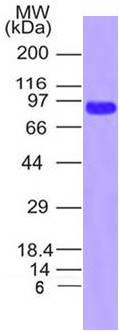 Figure-1:Recombinant SARS-CoV-2 Spike S1 S13l / W152C / L452R mutant protein was run on a 4-20% SDS-PAGE gel followed by Coomassie blue staining.