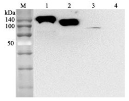 Anti-ACE2 (human), mAb (Clone: AC384) Biotinylated Anti-ACE2 (human), mAb (Clone: AC384) Biotinylated