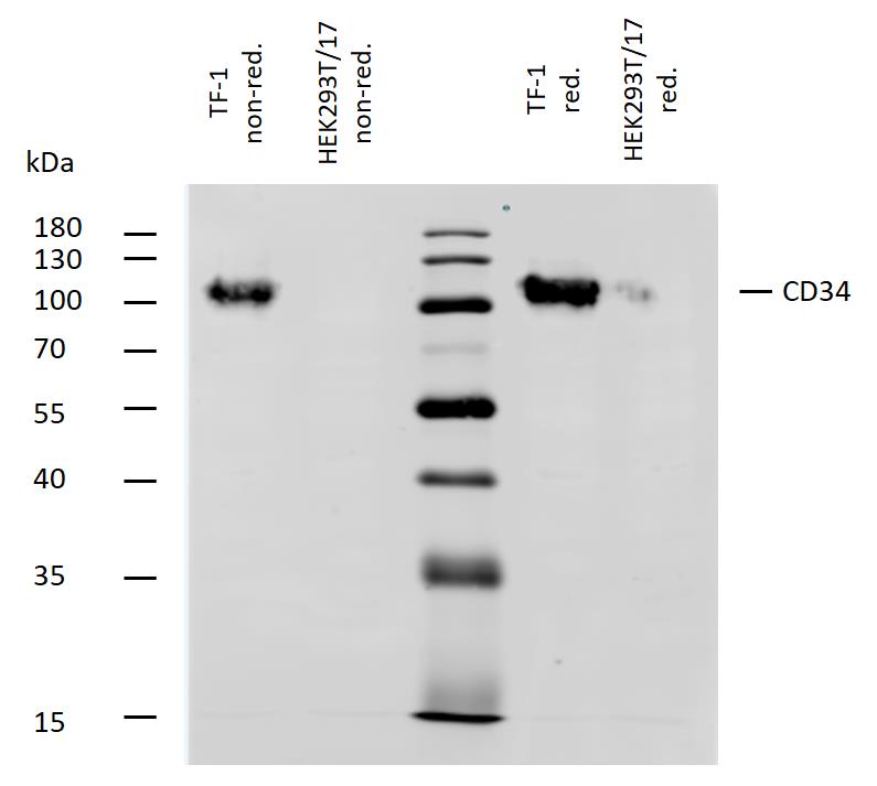 Anti-CD34 / Mucosialin Monoclonal Antibody (Clone:QBEnd-10)-Azide free