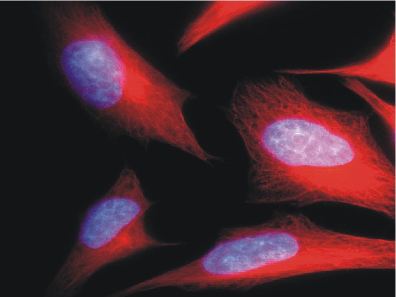 Figure 2: Immunofluorescence staining of HeLa human cervix carcinoma cell line using anti-alpha-tubulin (TU-01; red). Nucleus is stained with DAPI (blue).