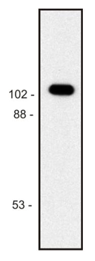 Anti-beta-Galactosidase Monoclonal Antibody (Clone:BG-02)