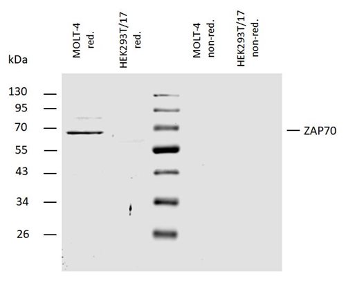 Anti-ZAP-70 Polyclonal Antibody