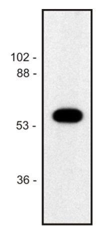 Anti-alpha-tubulin Monoclonal Antibody (Clone:TU-02)
