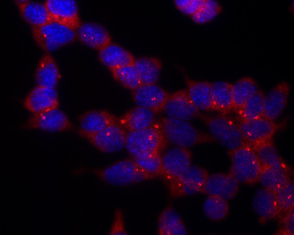 Figure 1: Immunofluorescence staining of P19X1 mouse embryonal carcinoma cell line using anti-gamma-tubulin (TU-30) (detection by secondary antibody Goat anti-mouse Cy3). Nuclei were stained with DAPI (blue).