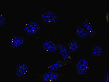 Figure 2: Immunofluorescence staining of mouse fibroblasts using anti-gamma-tubulin (TU-30; direct conjugate with Dyomics 547, red). Nuclei were stained with DAPI (blue). Fig. 3A, 3B, 3C Immunofluorescence staining (mouse fibroblasts) Fig. 3. Immunofluorescence staining of microtubular networks in 3T3 mouse fibroblasts. 3A - metaphase; 3B - anaphase; 3C - telophase Gamma-tubulin (red) stained with anti-gamma-tubulin (TU-30), alpha-tubulin (green) with polyclonal anti-alpha-tubulin antibody and nuclei with DAPI (blue).