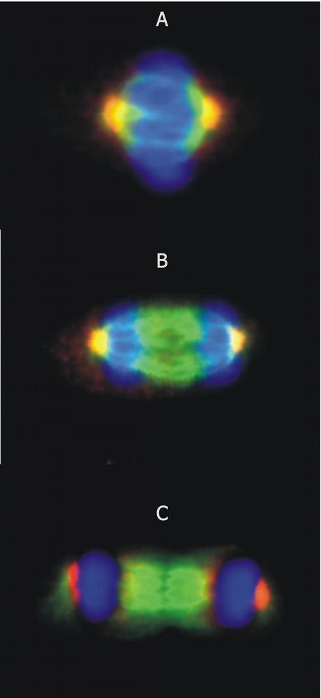 Figure 3: Immunofluorescence staining of microtubular networks in 3T3 mouse fibroblasts. 3A - metaphase; 3B - anaphase; 3C - telophase Gamma-tubulin (red) stained with anti-gamma-tubulin (TU-30), alpha-tubulin (green) with polyclonal anti-alpha-tubulin antibody and nuclei with DAPI (blue).