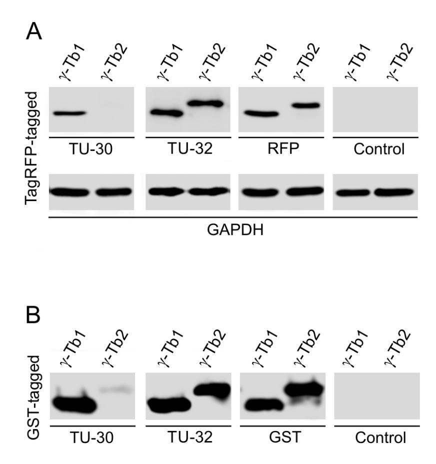 Figure 4: Differential reactivity of monoclonal antibodies to gamma-tubulin-tubulin with human gamma-tubulin-tubulin isotypes.
