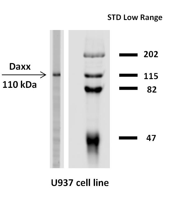 Anti-Daxx / DAP6 Monoclonal Antibody (Clone:DAXX-03)