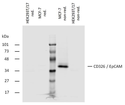 Anti-CD326 / EpCAM Monoclonal Antibody (Clone:323/A3)