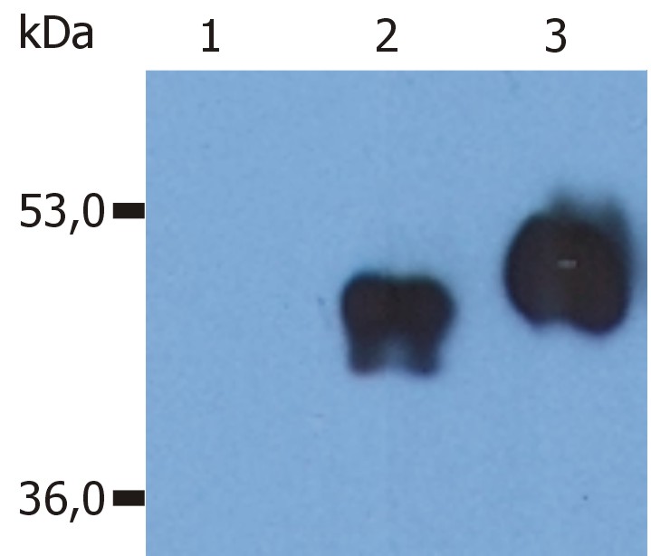 Anti-CD14 / LPS-receptor Monoclonal Antibody (Clone:MEM-18)-Low Endotoxin