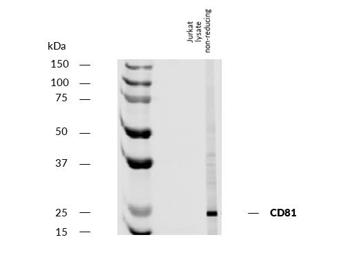 Figure-2: Western blotting analysis of human CD81 using mouse monoclonal antibody M38 on lysate of Jurkat cell line under non-reducing conditions. Nitrocellulose membrane was probed with 2 µg/ml of mouse anti-human CD81 monoclonal antibody M38 followed by IRDye800-conjugated anti-mouse secondary antibody. A specific band was detected for CD81 at approximately 25 kDa.