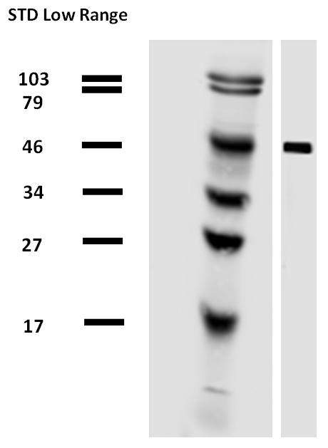 Biotin Conjugated, Anti-alpha-tubulin Monoclonal Antibody (Clone:TU-01)