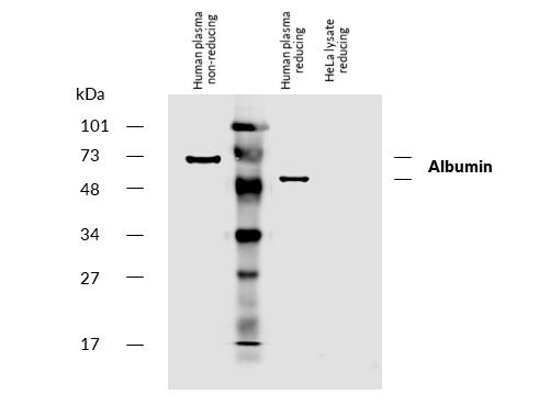 Biotin Conjugated, Anti-Albumin Monoclonal Antibody (Clone:AL-01)