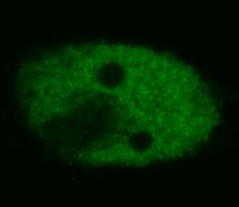 FITC Conjugated Anti-p53 Monoclonal Antibody (Clone:BP53-12)