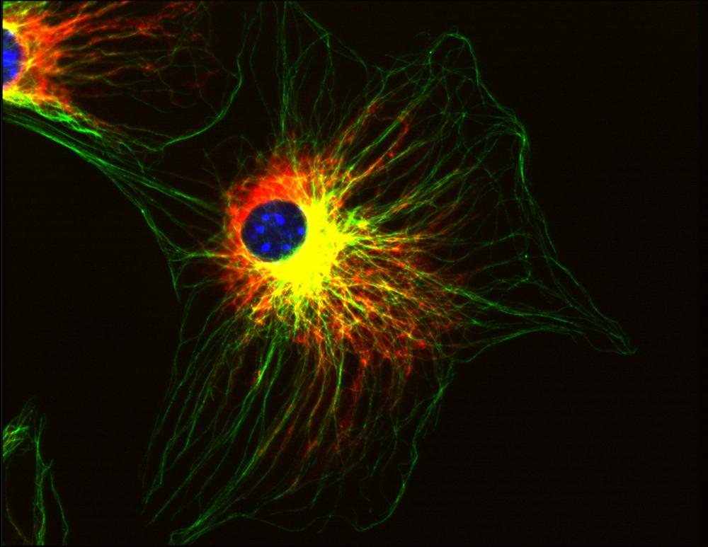 Figure 1: Immunofluorescence staining of 3T3 mouse embryonal fibroblast cell line using anti-alpha-tubulin (TU-01; green) and anti-Vimentin (VI-01; ). Nucleus is stained with DAPI (blue).