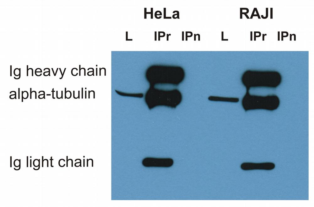 Figure 5: Immunoprecipitation of alpha-tubulin from HeLa and RAJI cell lysate by antibody TU-16 and its detection by antibody TU-01. IgM heavy chain (76-92 kDa) and IgM light chain (25-30 kDa) indicated. Mr of alpha tubulin is around 50 kDa.L = lysateIPr = immunoprecipitate (reducing conditions)IPn = immunoprecipitate (non-reducing conditions)