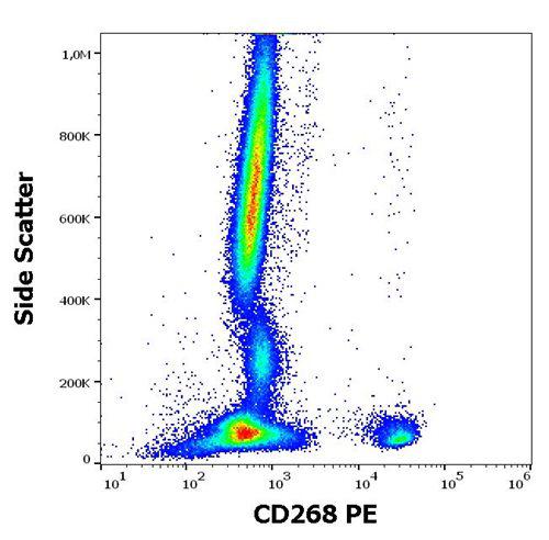 Anti-Human CD268 PE (Clone : 11C1)