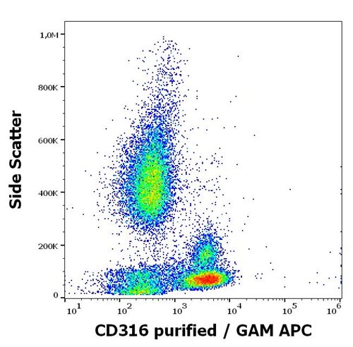 Fig1: Flow cytometry surface staining pattern of human peripheral whole blood stained using anti-human CD316 (8A12) purified antibody (concentration in sample 5 μg/ml, GAM APC).