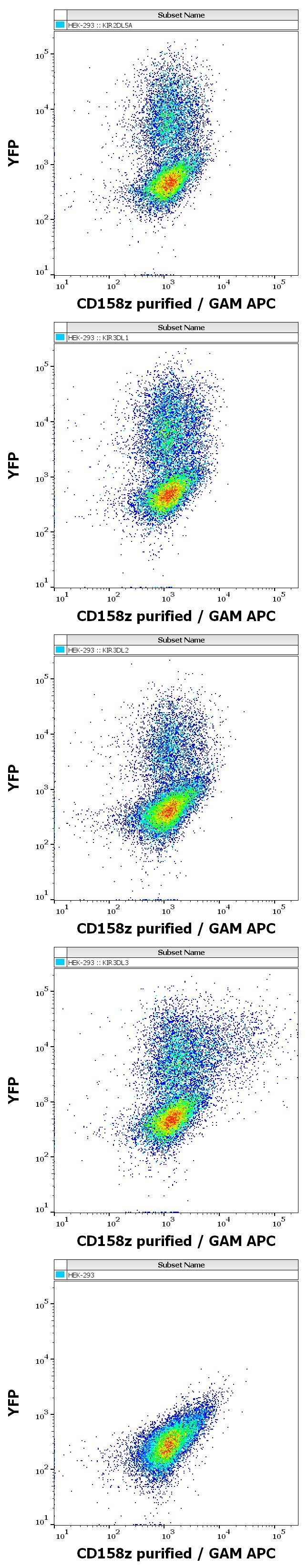 Anti-Human CD158z MAb(Clone :CH21)