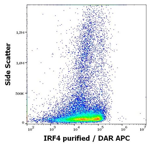 Anti-IRF4 Purified (Clone: 3E4) Anti-IRF4 Purified (Clone: 3E4)