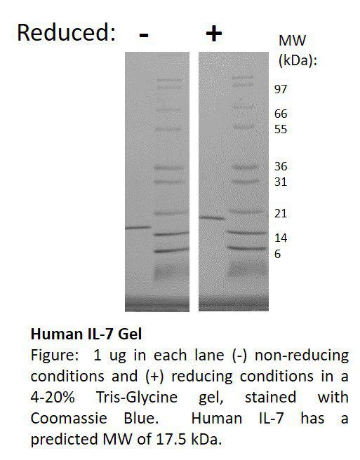 Human Interleukin-7