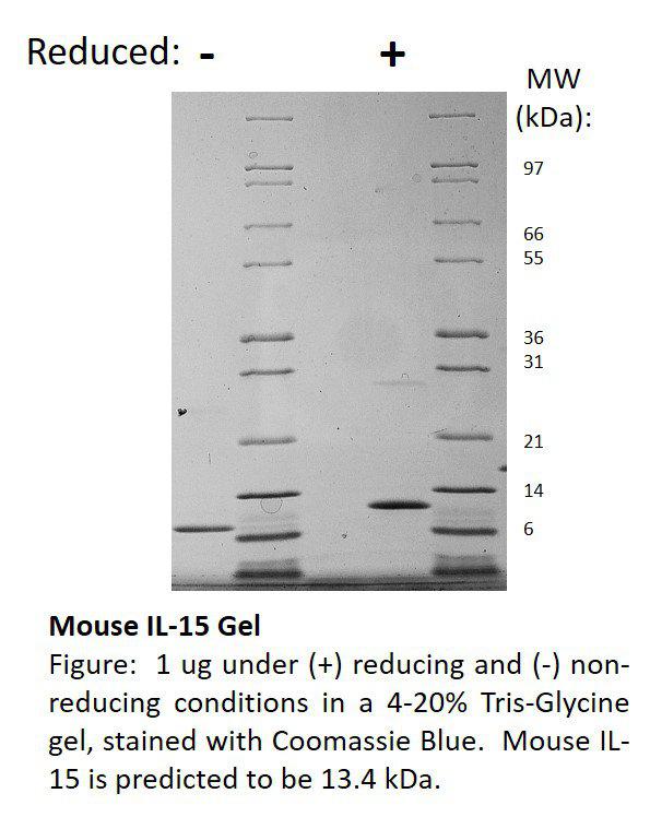 Mouse Interleukin-15